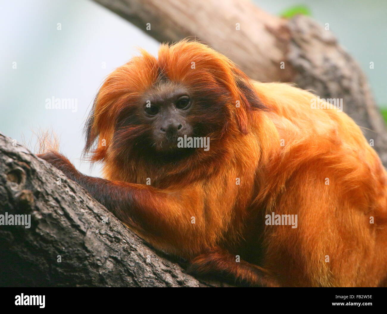 Il brasiliano Golden marmoset (Leontopithecus rosalia) a.k.a. Golden Lion Tamarin. Il grooming occupato la propria luce di coda Foto Stock