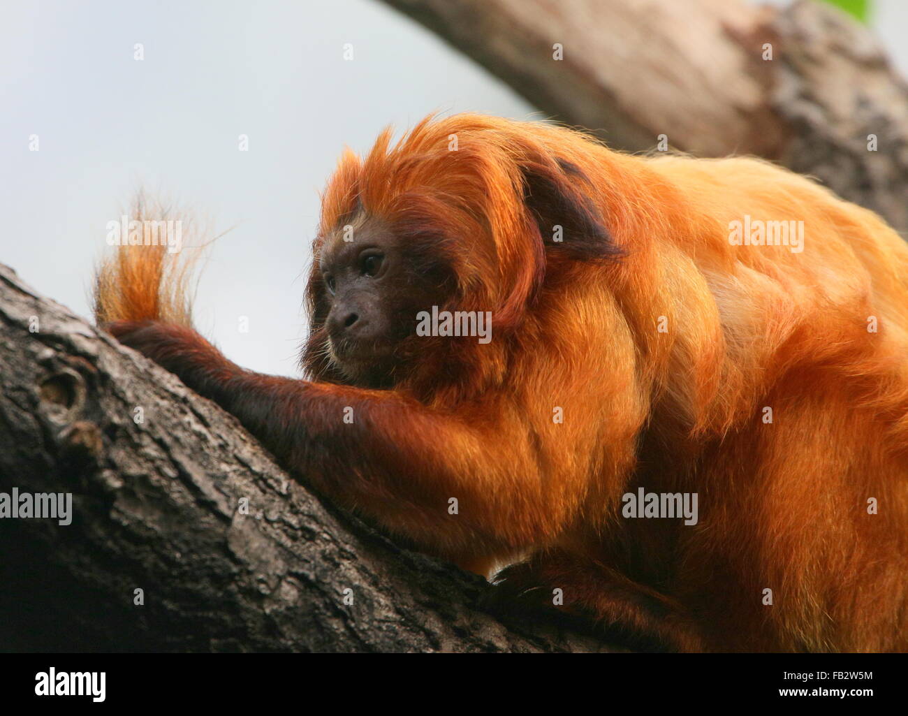 Il brasiliano Golden marmoset (Leontopithecus rosalia) a.k.a. Golden Lion Tamarin. Il grooming occupato la propria luce di coda Foto Stock