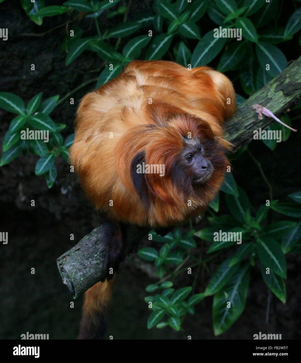 Il brasiliano Golden marmoset (Leontopithecus rosalia) a.k.a. Golden Lion Tamarin Foto Stock