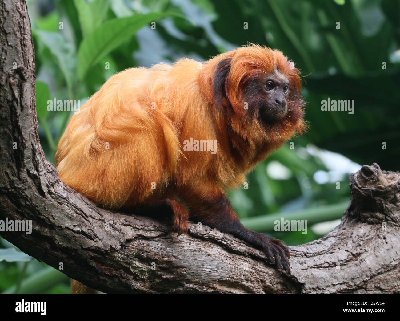 Il brasiliano Golden marmoset (Leontopithecus rosalia) a.k.a. Golden Lion Tamarin in posa di un albero Foto Stock