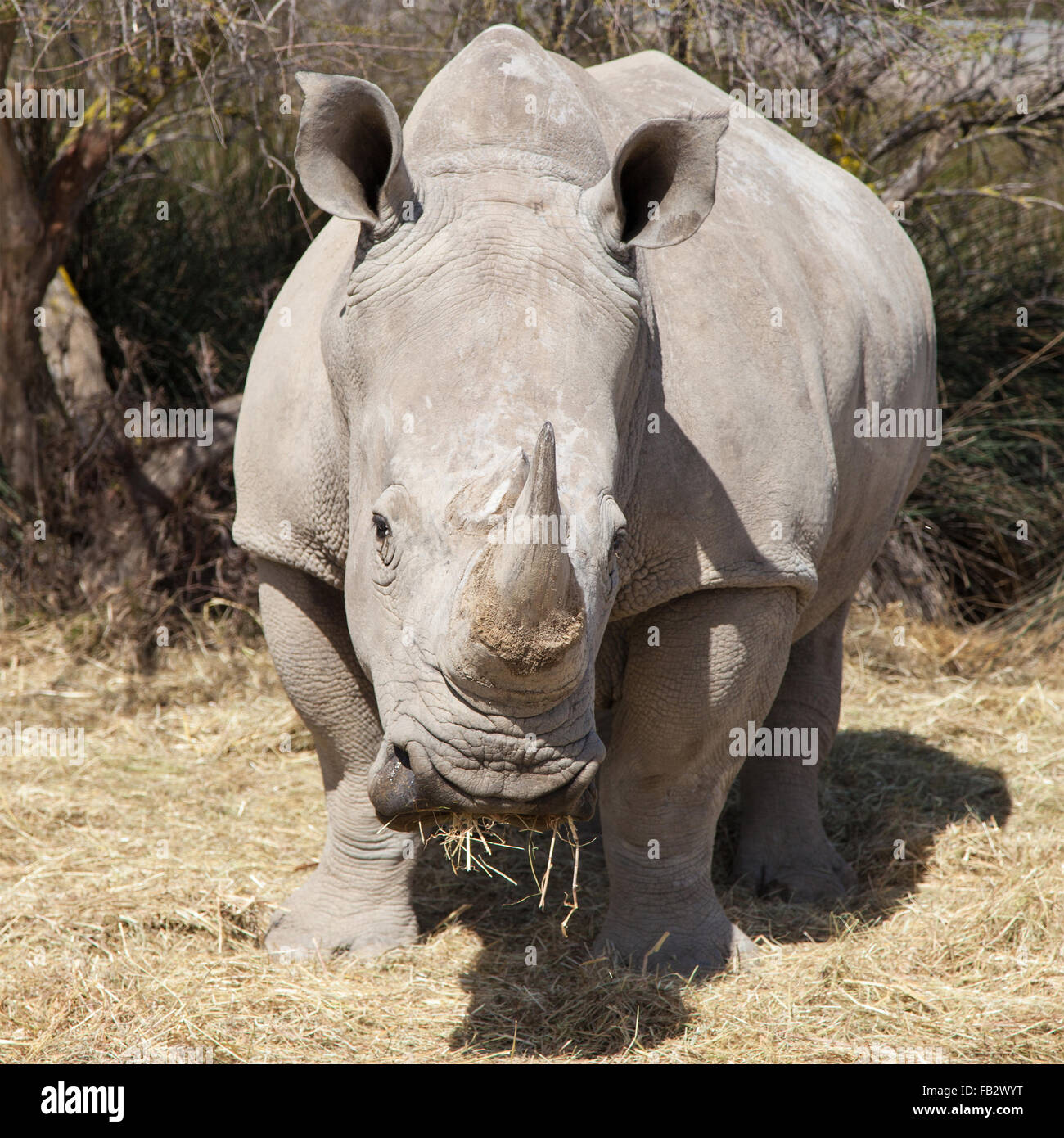 Ritratto frontale di un quadrato a labbro rinoceronte (Ceratotherium simum). Foto Stock