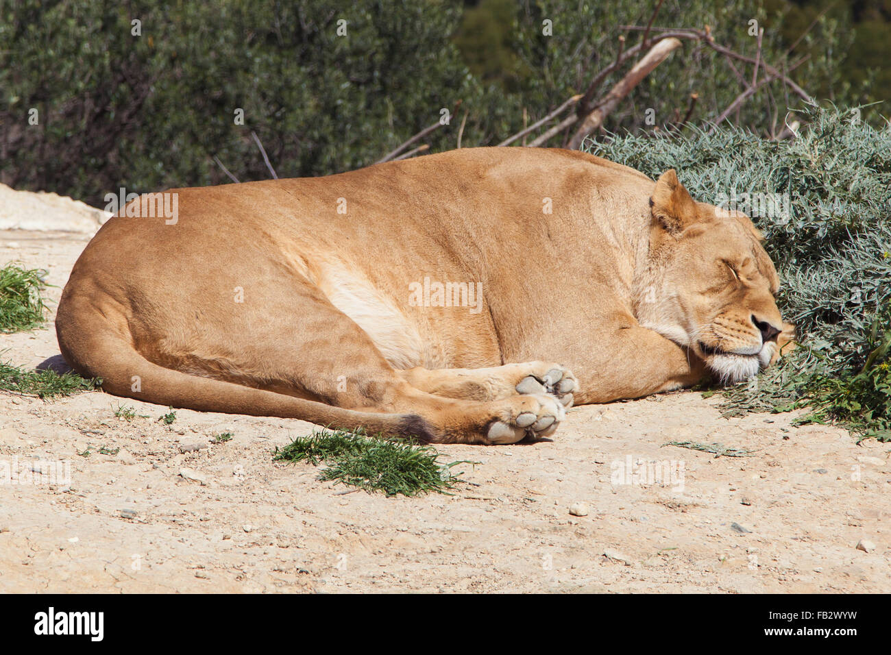 Dormire leonessa (Panthera leo). Foto Stock
