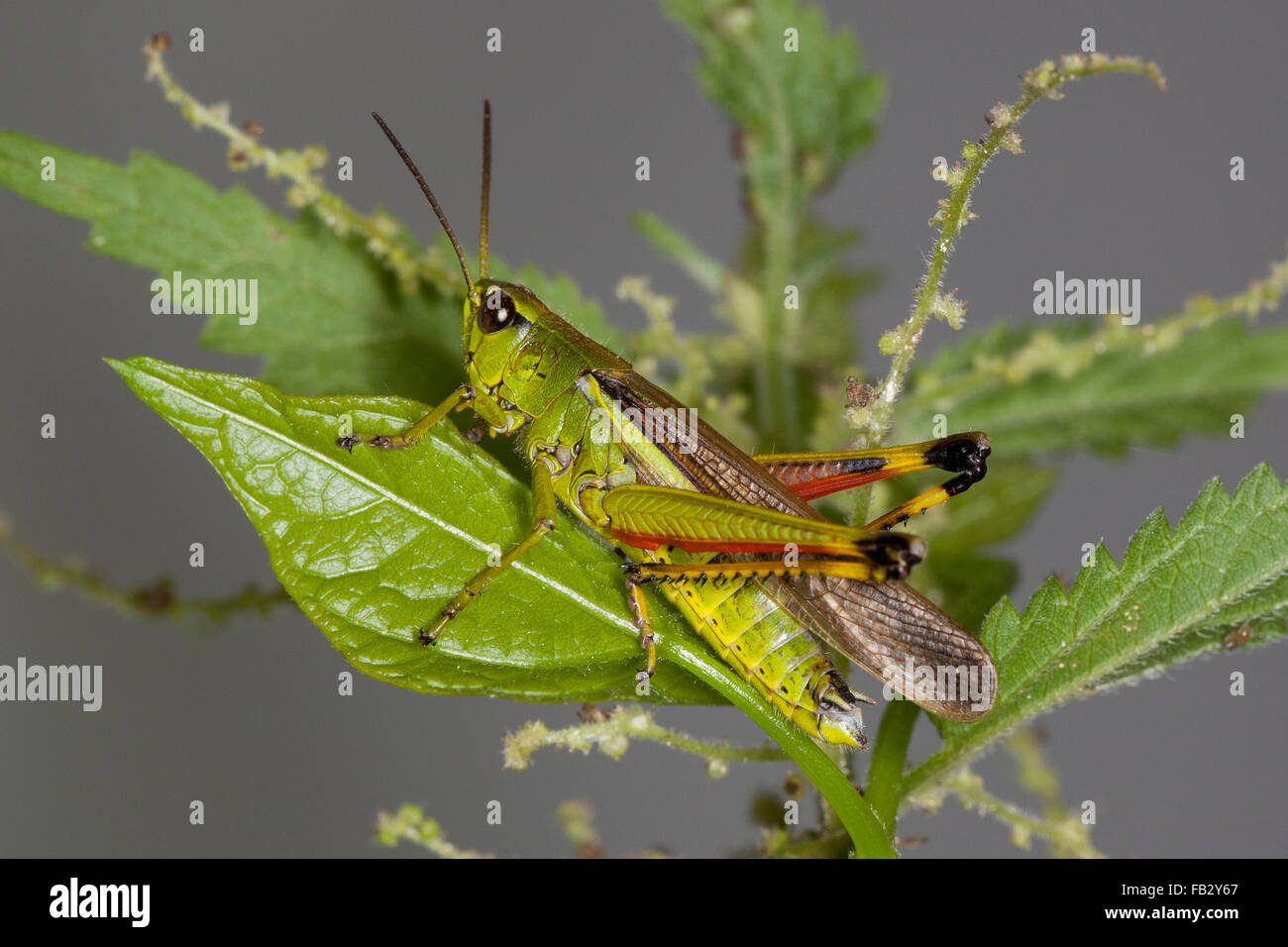 Vasta palude grasshopper, Sumpfschrecke, Sumpf-Schrecke, Stethophyma  grossum, Mecostethus grossus, Le Criquet ensanglanté Foto stock - Alamy
