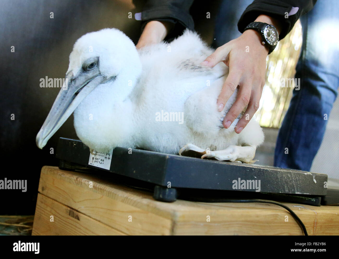 Duisburg, Germania. 8 Gen, 2016. Un detentore di animali pesa Pepe, un paio di settimane-old pelican bird, su una scala allo zoo di Duisburg, Germania, 8 gennaio 2016. Foto: Roland Weihrauch/dpa/Alamy Live News Foto Stock