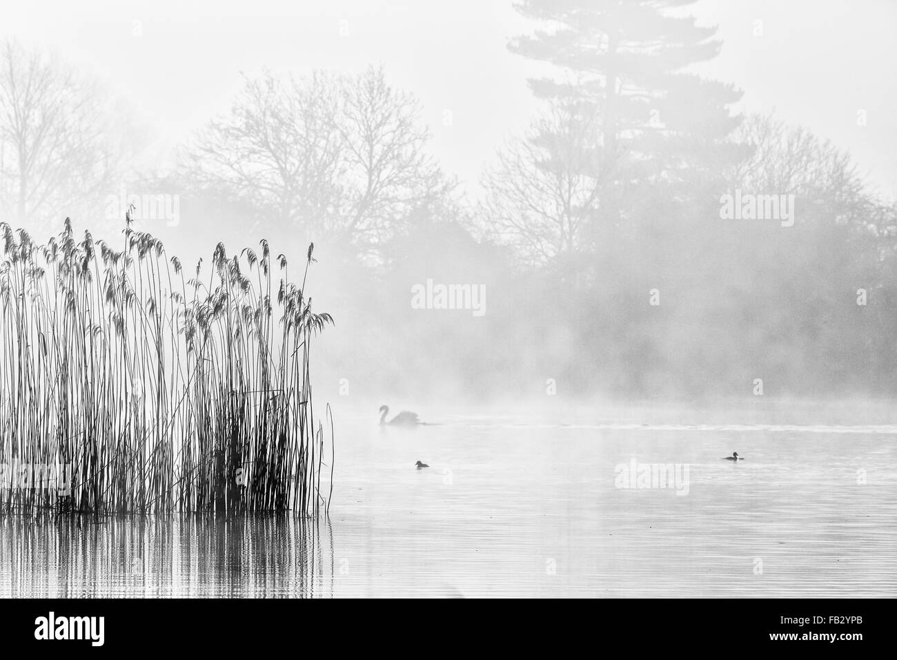 Lo spuntar del giorno al di sopra del grande lago sulla Castle Howard estate in North Yorkshire, Aprile 2015 Foto Stock