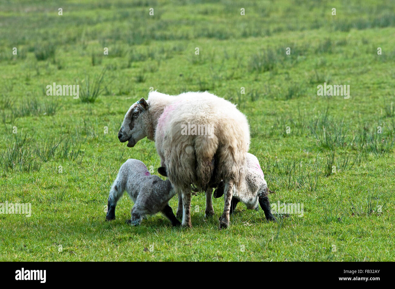 Il gallese le pecore di montagna alimenta due agnelli allo stesso tempo Foto Stock