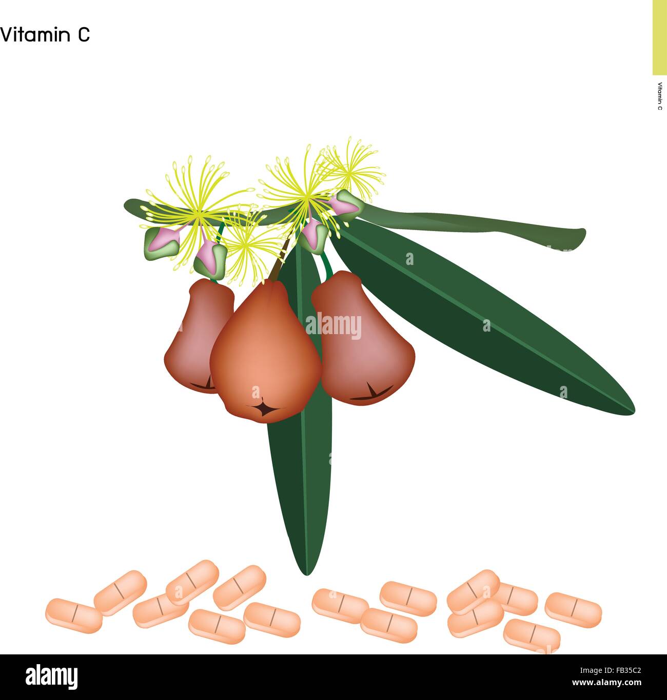 Il concetto di assistenza sanitaria, illustrazione di rosa mela con vitamina C compressa, nutriente essenziale per sollevare. Illustrazione Vettoriale