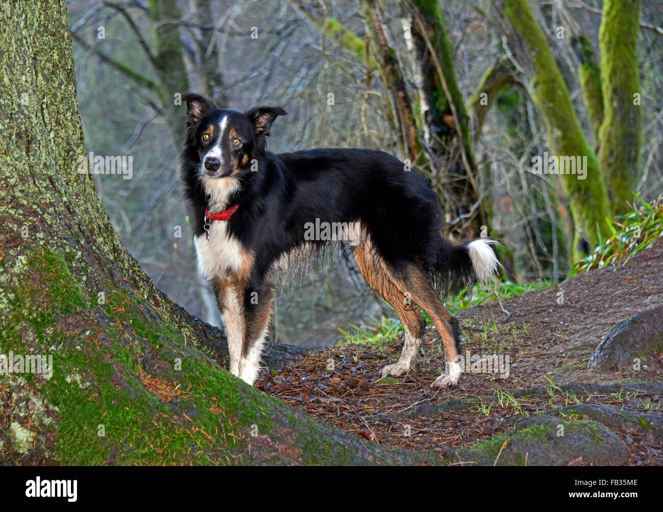 Bandiera Da Giardino Halloween Con Border Collie Nero - Tesori Di Caroline - Double Face In Poliestere