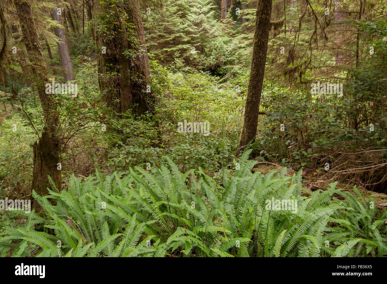 La fitta vegetazione sul suolo della foresta di una foresta di pioggia in Pacific Rim National Park, l'isola di Vancouver, Canada Occidentale Foto Stock