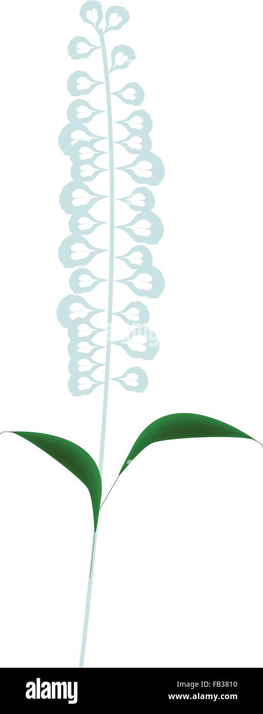 Bel Fiore, illustrazione di Blue Sage fiori o Salvia Fiore con foglie verdi isolati su sfondo bianco. Illustrazione Vettoriale