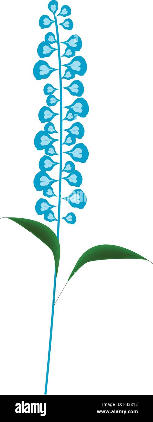 Bel Fiore, illustrazione di Blue Sage fiori o Salvia Fiore con foglie verdi isolati su sfondo bianco. Illustrazione Vettoriale