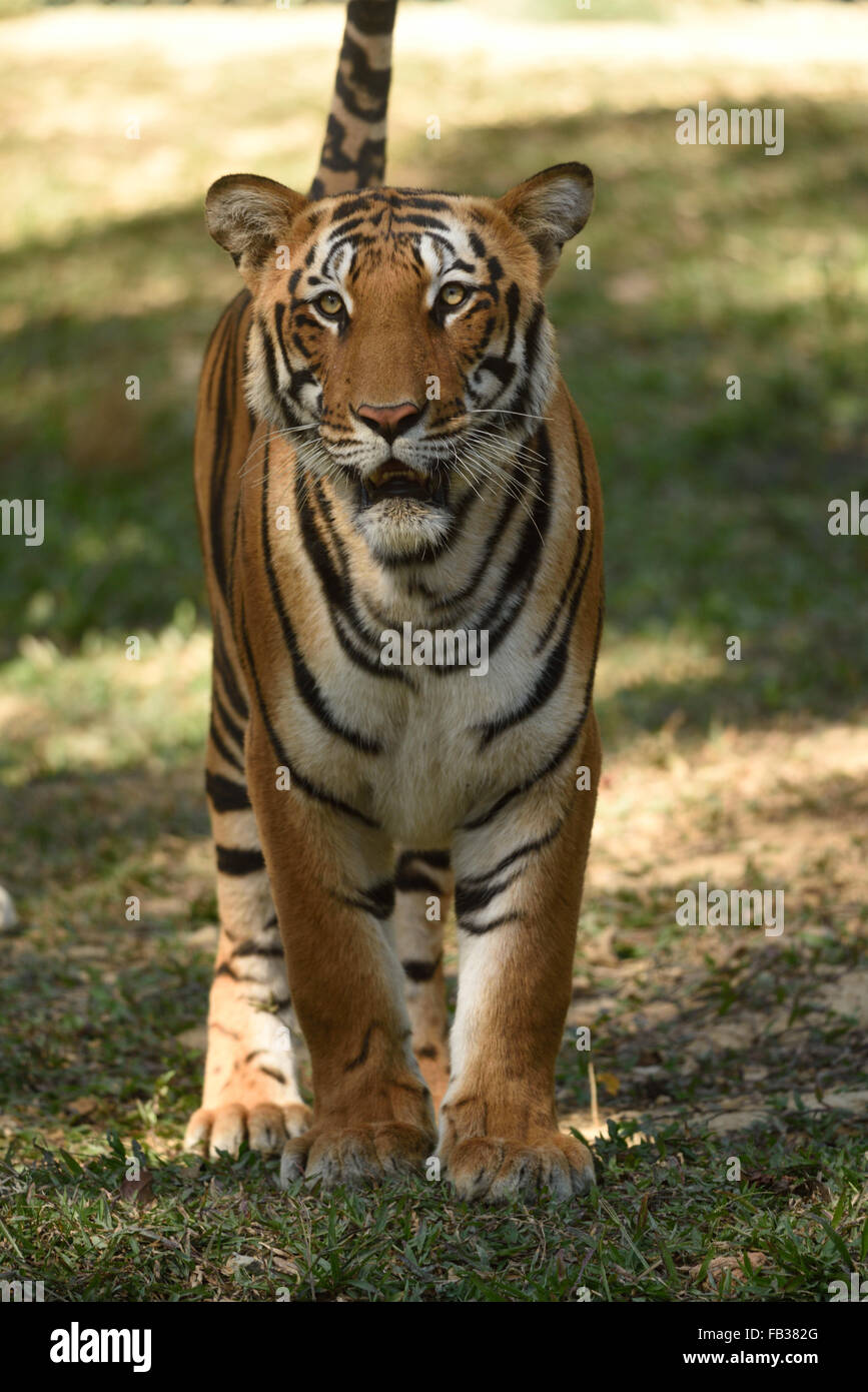 Tigre Foto Stock