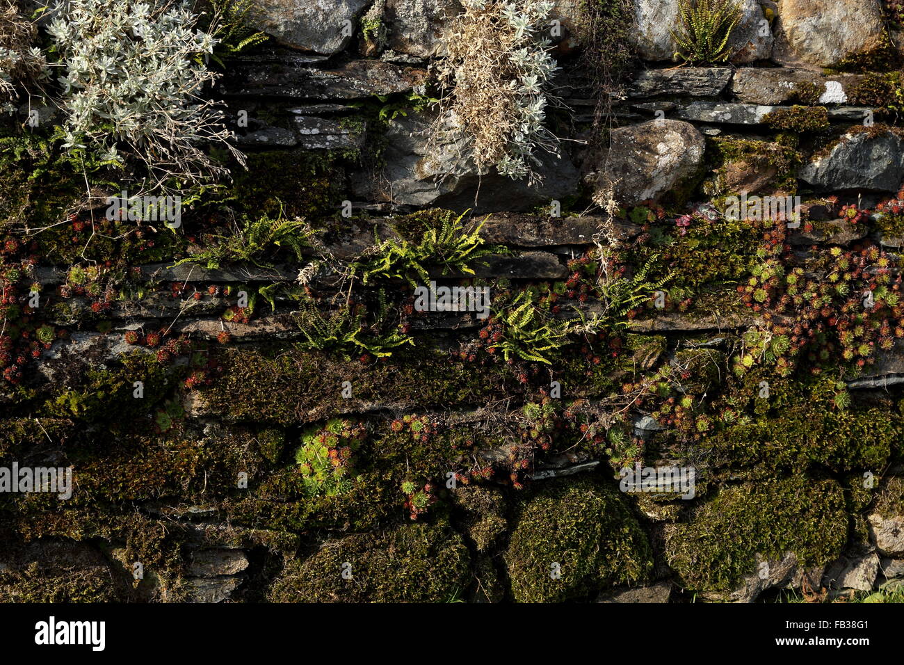 Ardesia pietra secca parete ricoperta con muschio, licheni e piante alpine che mostra la natura a colonizzare l'uomo fatto ambiente. Foto Stock