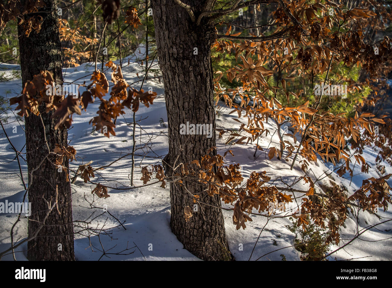 Quello che è a sinistra del brown cadono le foglie sono ancora su alcuni alberi, e il bianco puro della nuova neve fare un bel cambiamento di colore, Foto Stock
