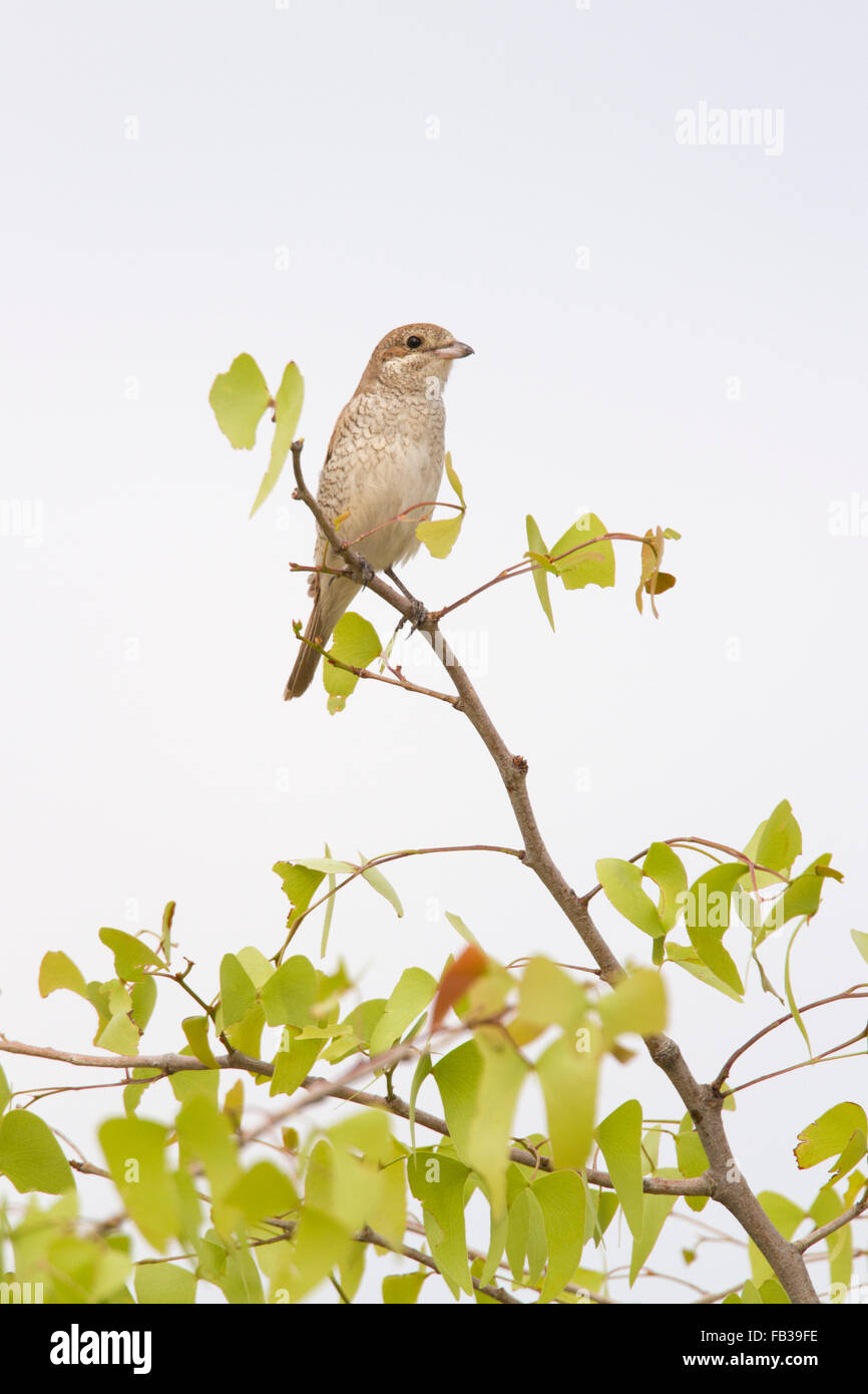 I capretti Red-backed Shrike appollaiato sul ramo Foto Stock