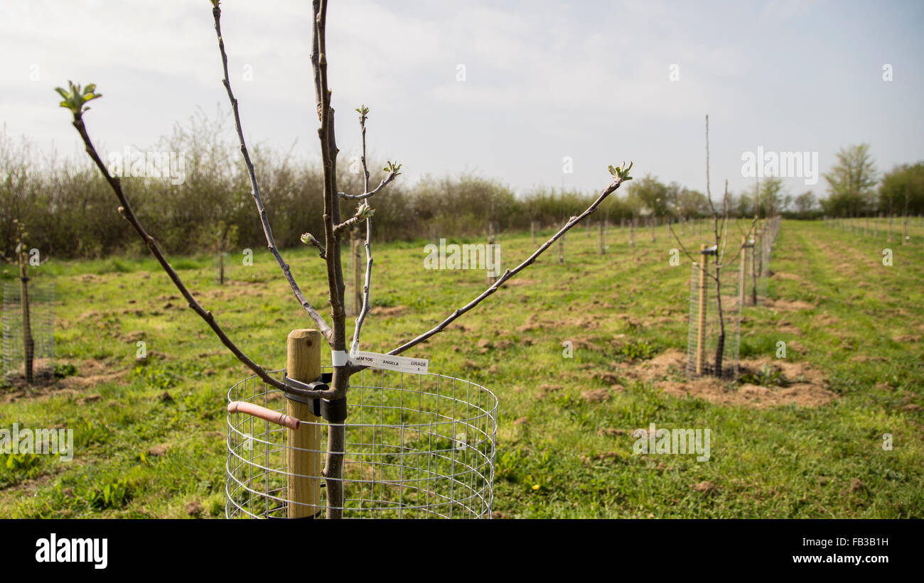Nuova molla emergenti foglia di tempo la crescita su un alberello di albero in una giovane apple Orchard Foto Stock