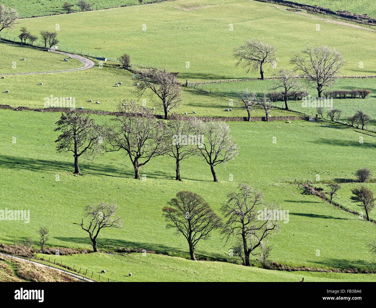 Inverno alberi tra pascoli Foto Stock