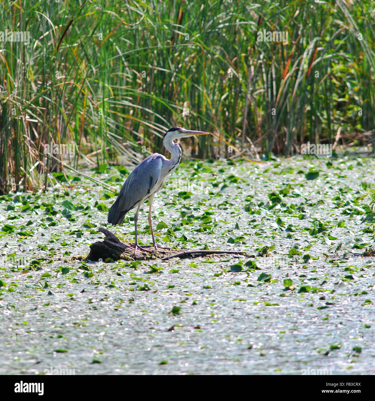 L'Heron nel suo ambiente naturale alla ricerca di cibo. Carska Bara Specijalni Rezervat prirode Foto Stock