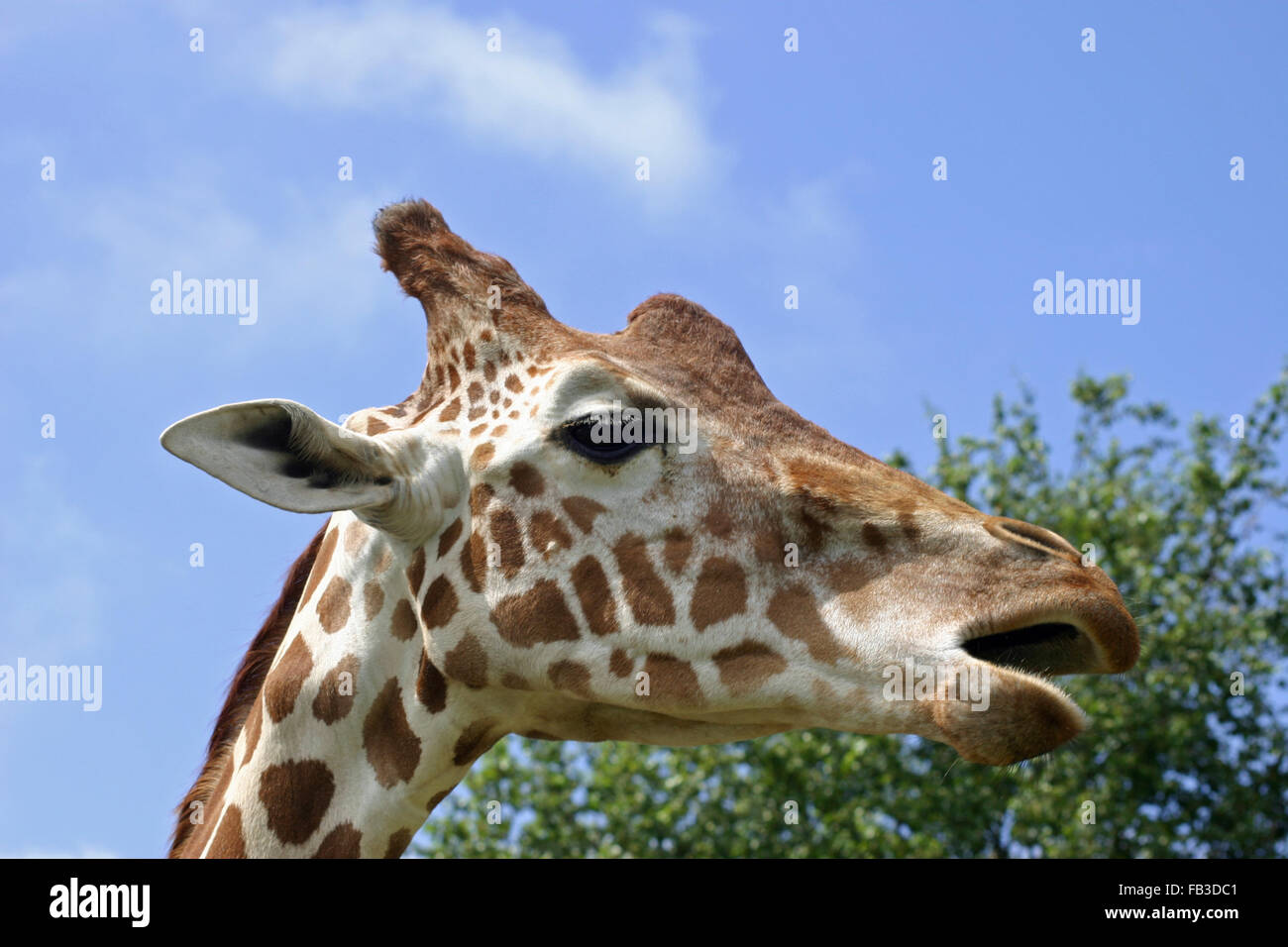 Giraffa con bocca aperta Foto Stock