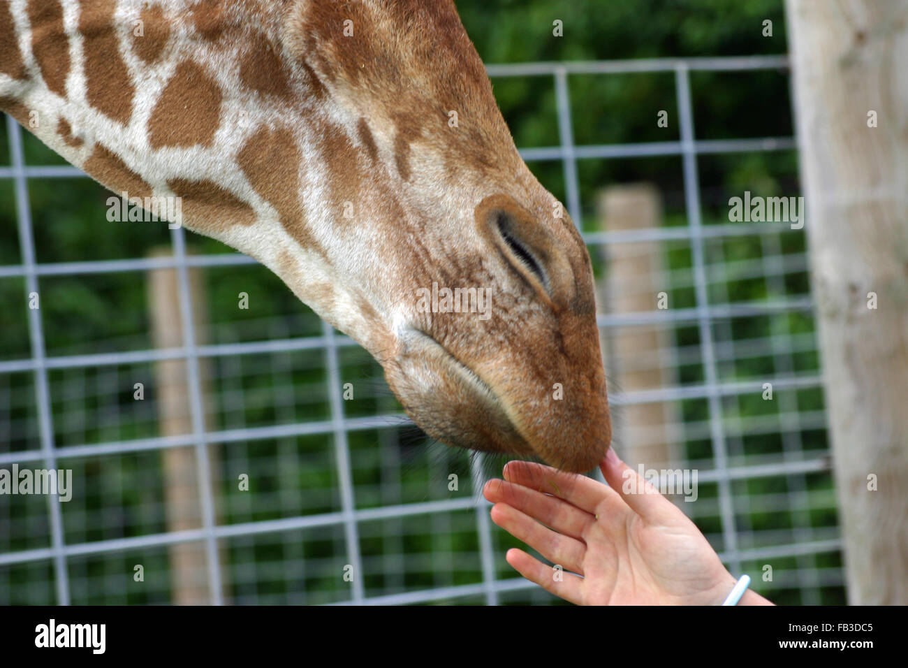 Testa di giraffa con la mano Foto Stock