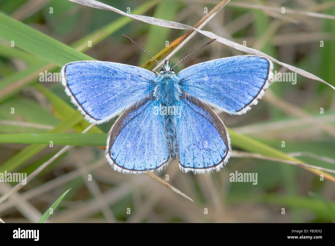 Adonis blue butterfly (Polyommatus bellargus) con alette aperte. Una farfalla della famiglia Lycaenidae, con upperside di ali vis Foto Stock