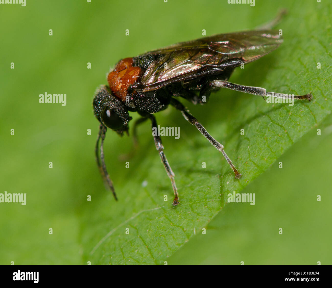 Alder sawfly (Eriocampa ovata) adulto. Un insetto Hymenopteran nella famiglia Tenthredinidae Foto Stock