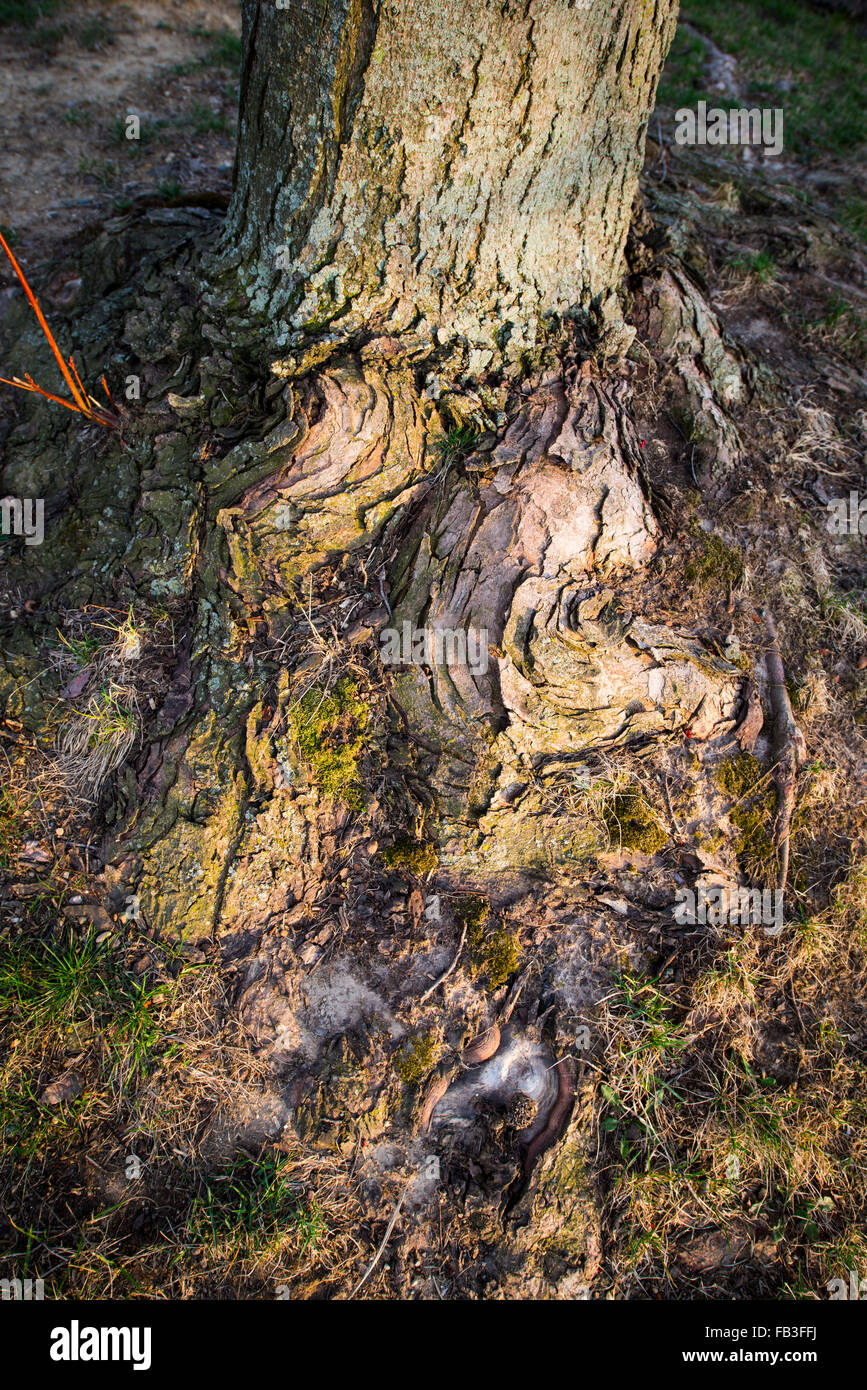 Stranamente annodato / crescite ritorto in prossimità del fondo di un muschio coperto di albero e circondato da più di MOSS. Foto Stock