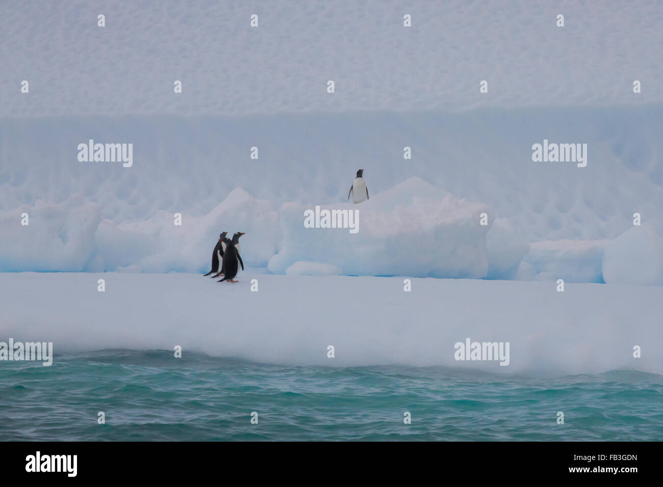 I pinguini Gentoo in piedi su iceberg in Antartide. Foto Stock