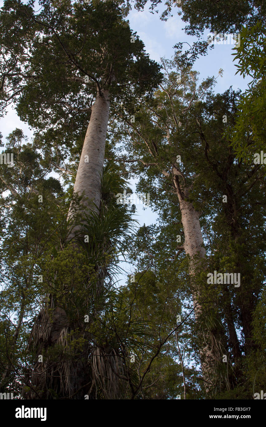 Omahuta foresta è uno dei più imponenti restanti Kauri foreste in Nuova Zelanda. Foto Stock