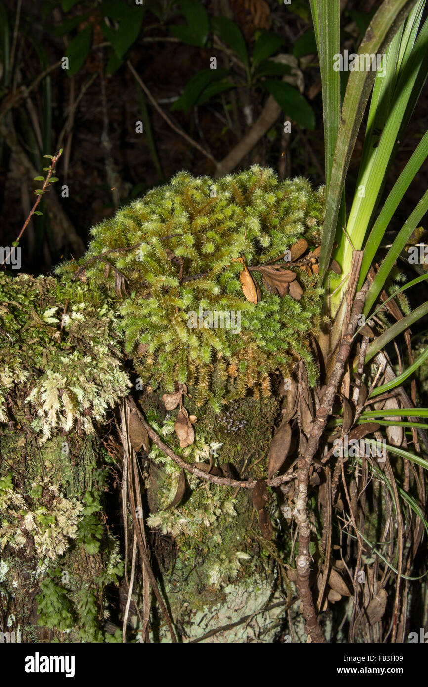 Moss crescente nella foresta Omahuta, uno dei più imponenti restanti Kauri foreste in Nuova Zelanda. Foto Stock