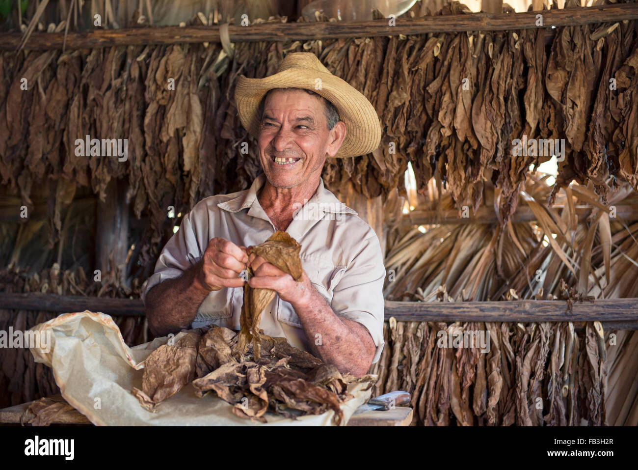 Asciugare le foglie di tabacco, uomo essiccato di smistamento delle foglie di tabacco in essiccatoio per il tabacco, Vinales Valley, Pinar del Rio Cuba Foto Stock