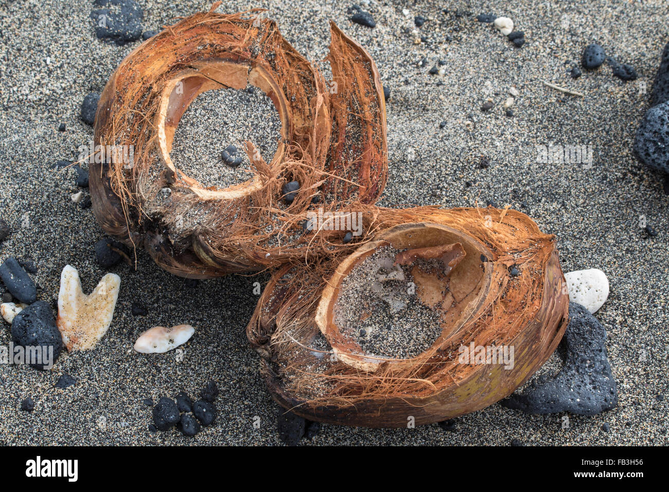 Noce di Cocco incrinato sulla spiaggia sabbiosa Foto Stock