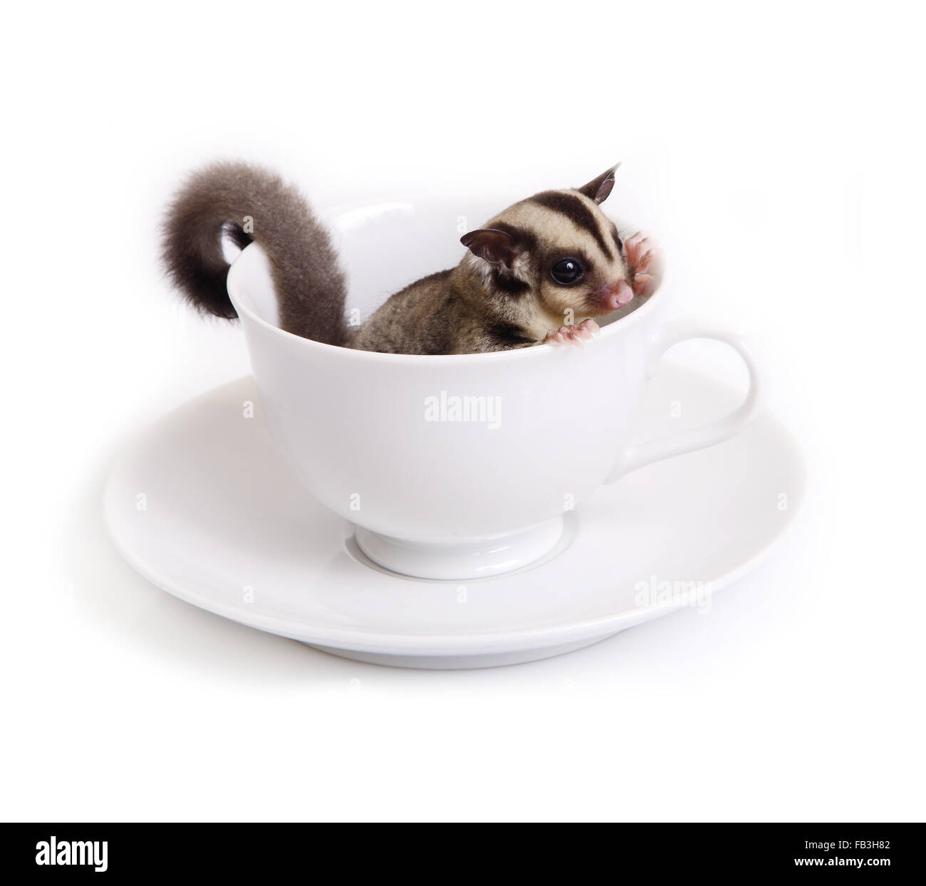 Carino sugarglider o scoiattolo battenti in ceramica bianca tazza di caffè su sfondo bianco. Foto Stock
