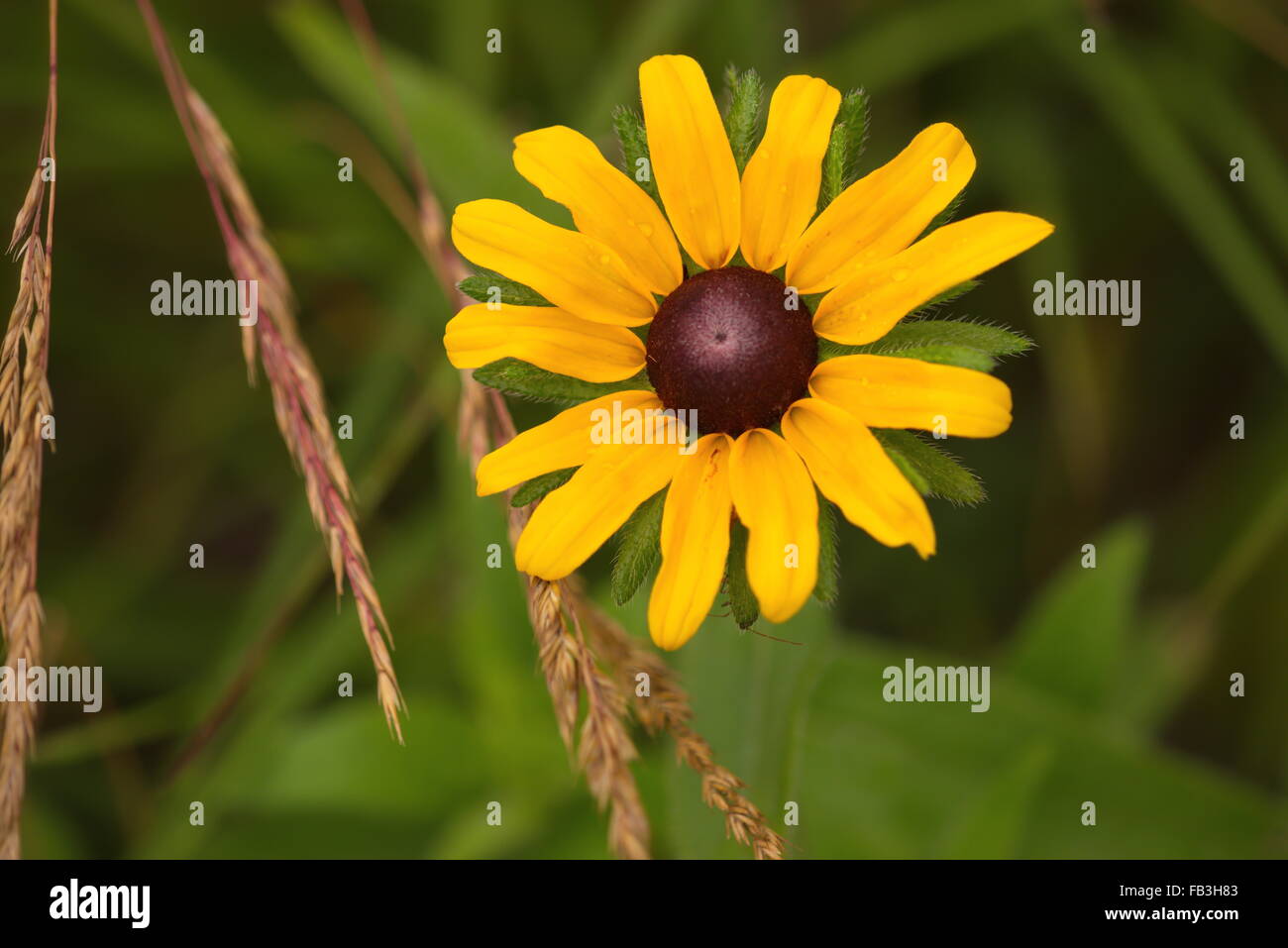 Bella black-eyed Susan (Rudbeckia hirta) con un pallido sullo sfondo di un verde erbe. Immagini nitide e gloriosa immagine del fiore. Foto Stock