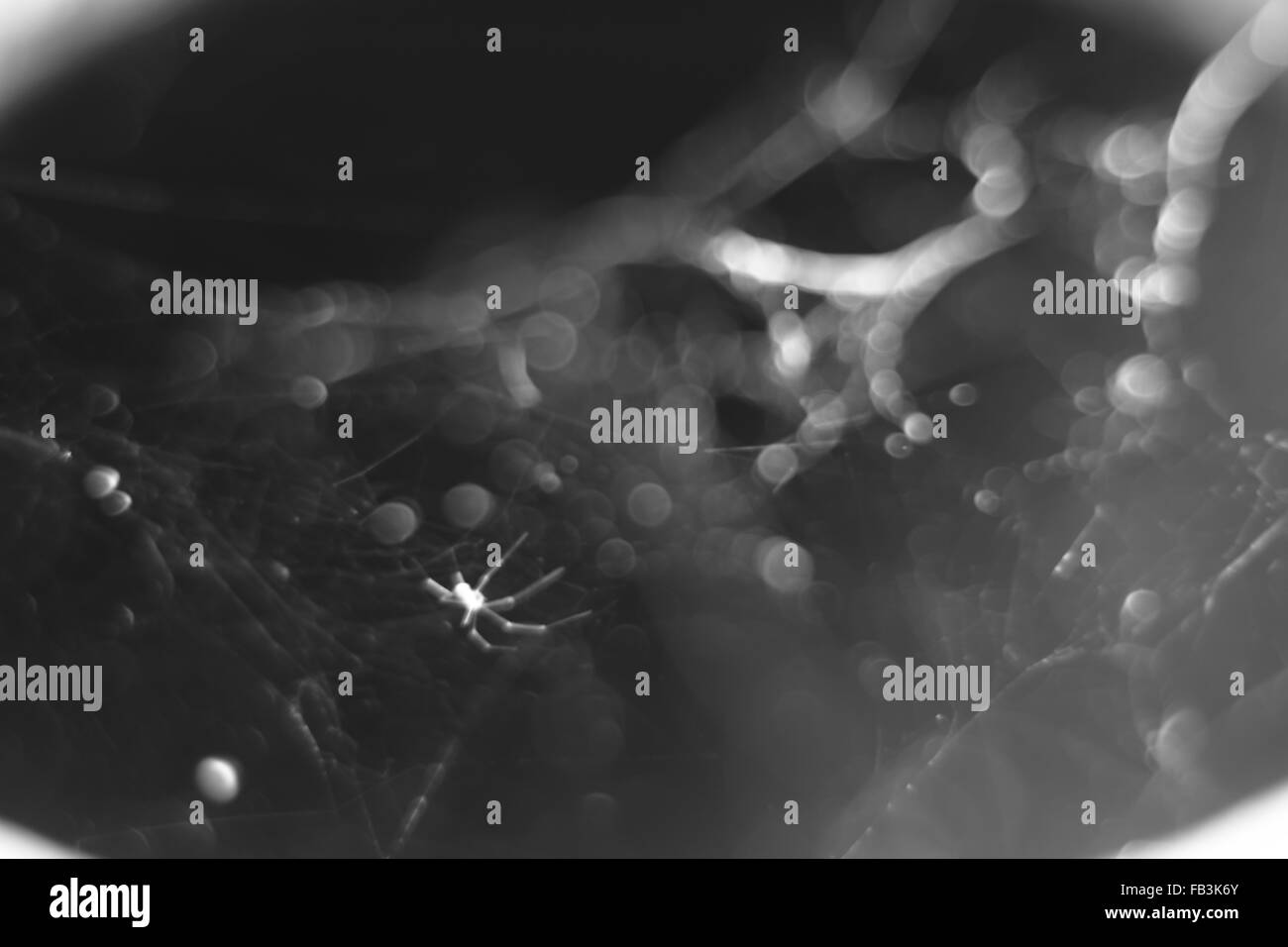 Abstract monocromatico macro sfocato sfondo della ragnatela e ragno. Foto Stock
