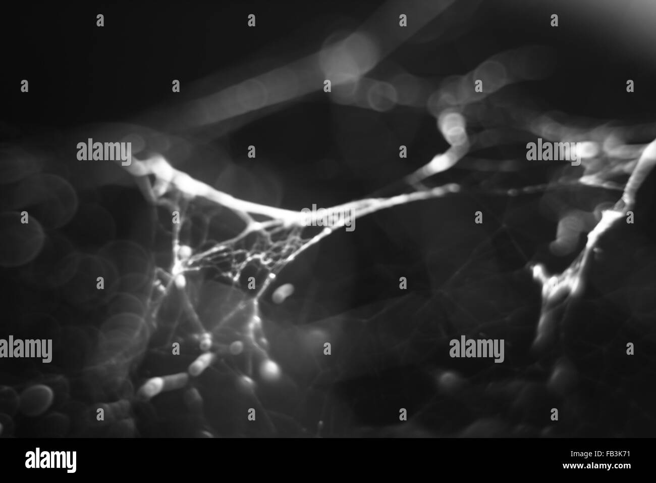 Abstract monocromatico macro sfocato sfondo della ragnatela. Foto Stock
