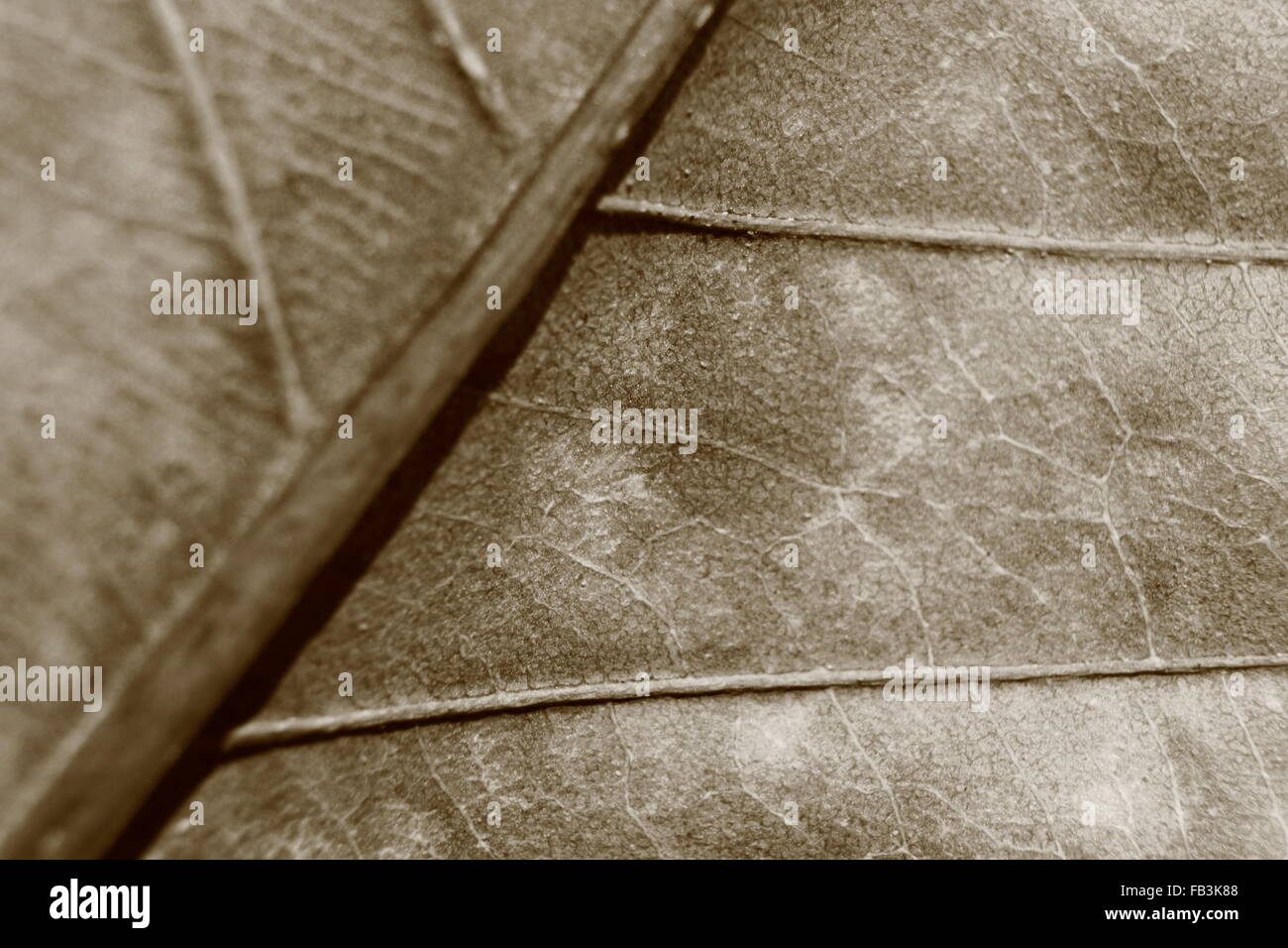 Tonalità seppia sfocato sfondo macro di foglia secca, concentrarsi sul centro dell'immagine, close-up di vena di foglia. Foto Stock