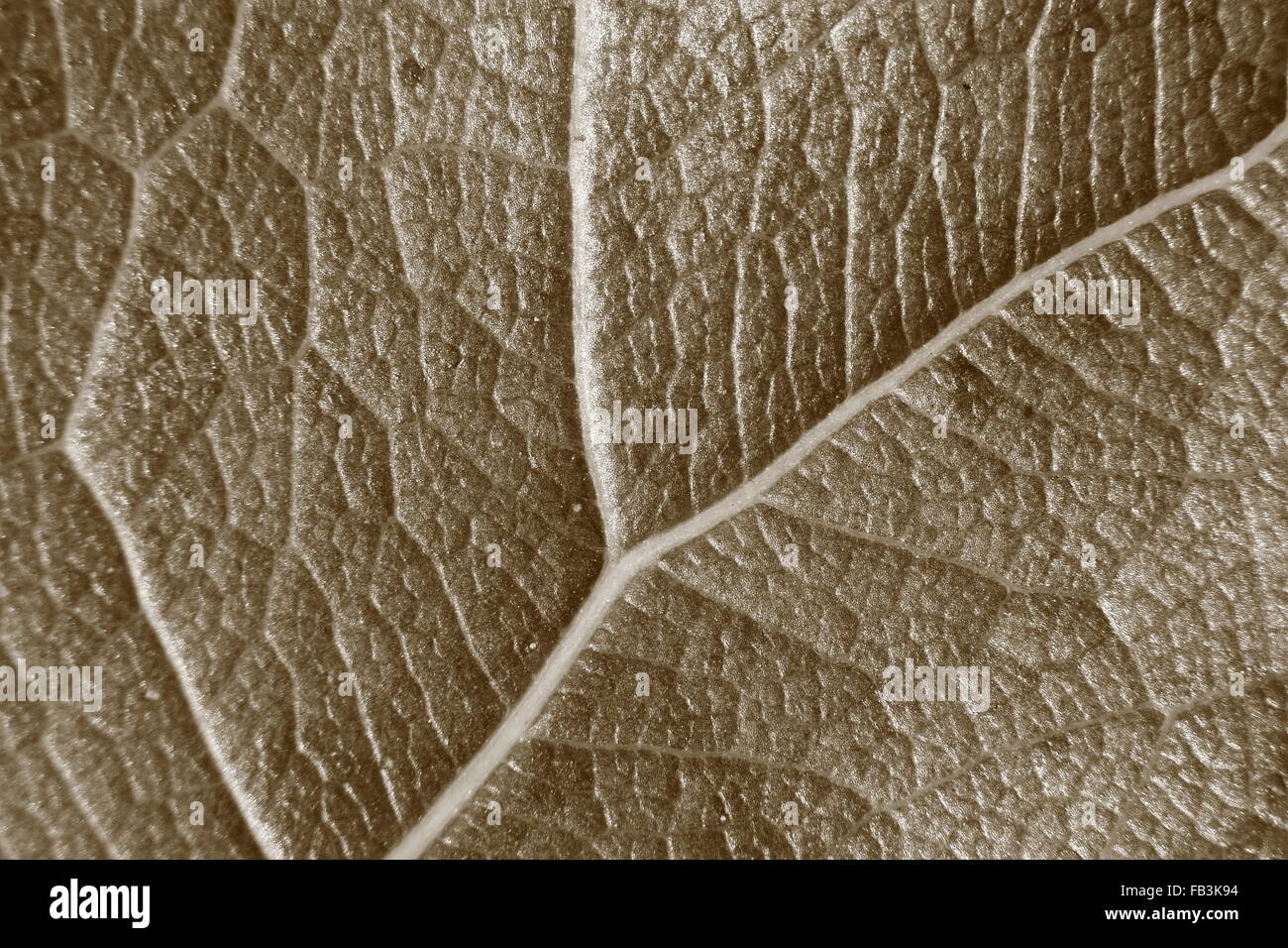 Tonalità seppia sfocato sfondo macro di foglie fresche, concentrarsi sul centro dell'immagine, close-up di vena di foglia. Foto Stock