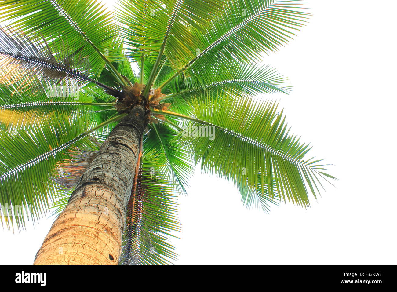 Orizzontale di albero di cocco isolati su sfondo bianco Foto Stock