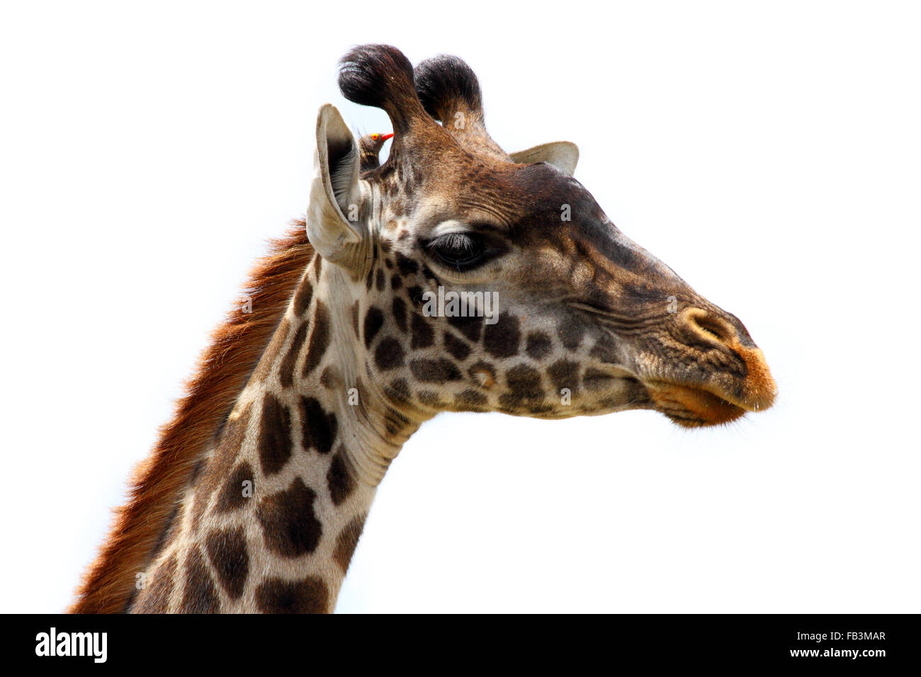 Testa di isolato di una giraffa con un singolo uccello oxpecker appollaiato sulla sua testa Foto Stock