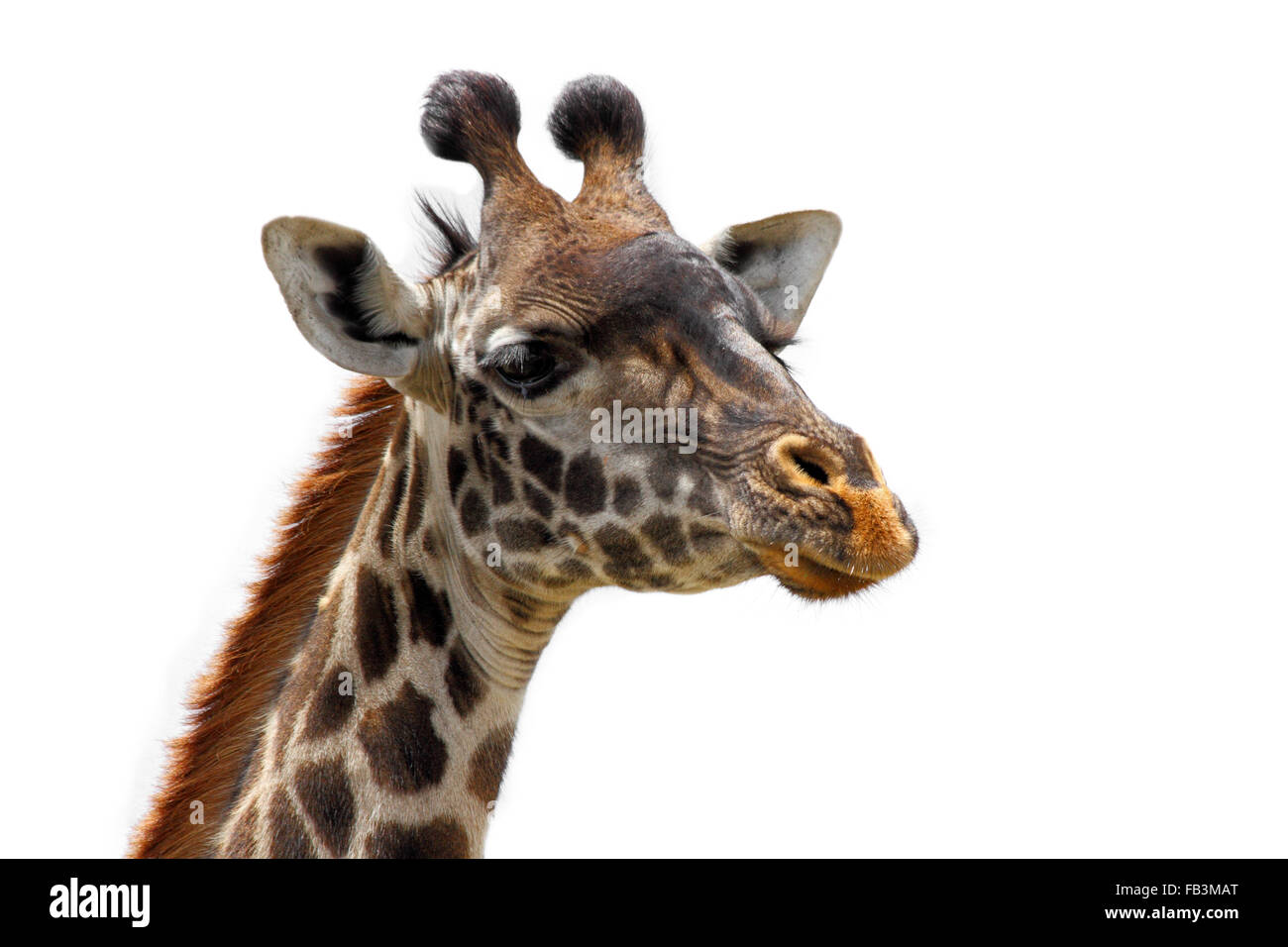 Testa e collo superiore di una giraffa isolata contro bianco (Giraffa camelopardalis) Foto Stock
