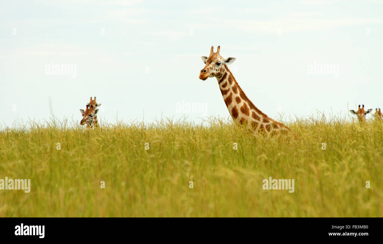 Più le giraffe prendendo le loro teste fino al di fuori della savana lungo graminacee. Foto Stock