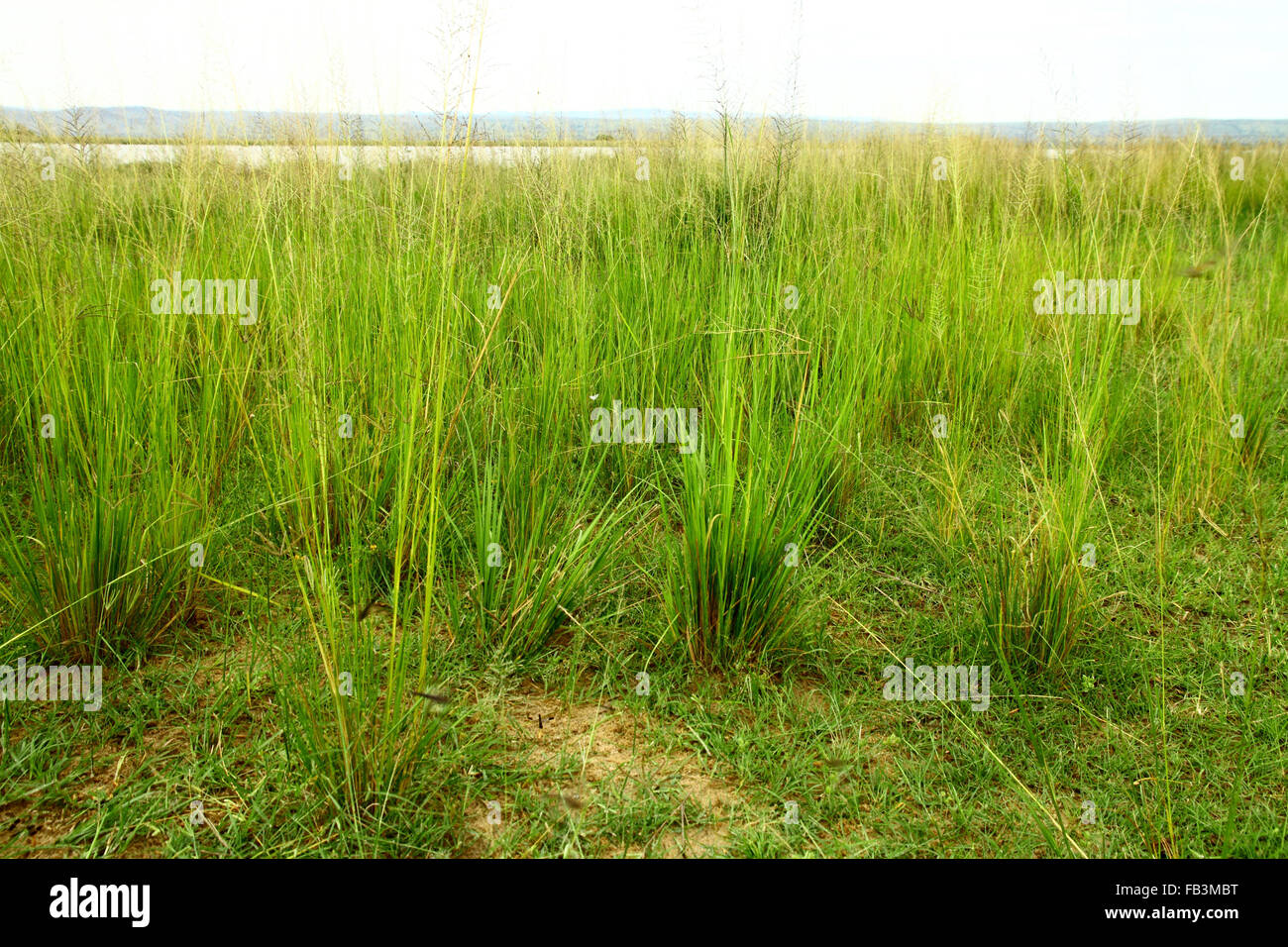 Grumi di Savannah erbe durante la stagione umida in Uganda. Foto Stock