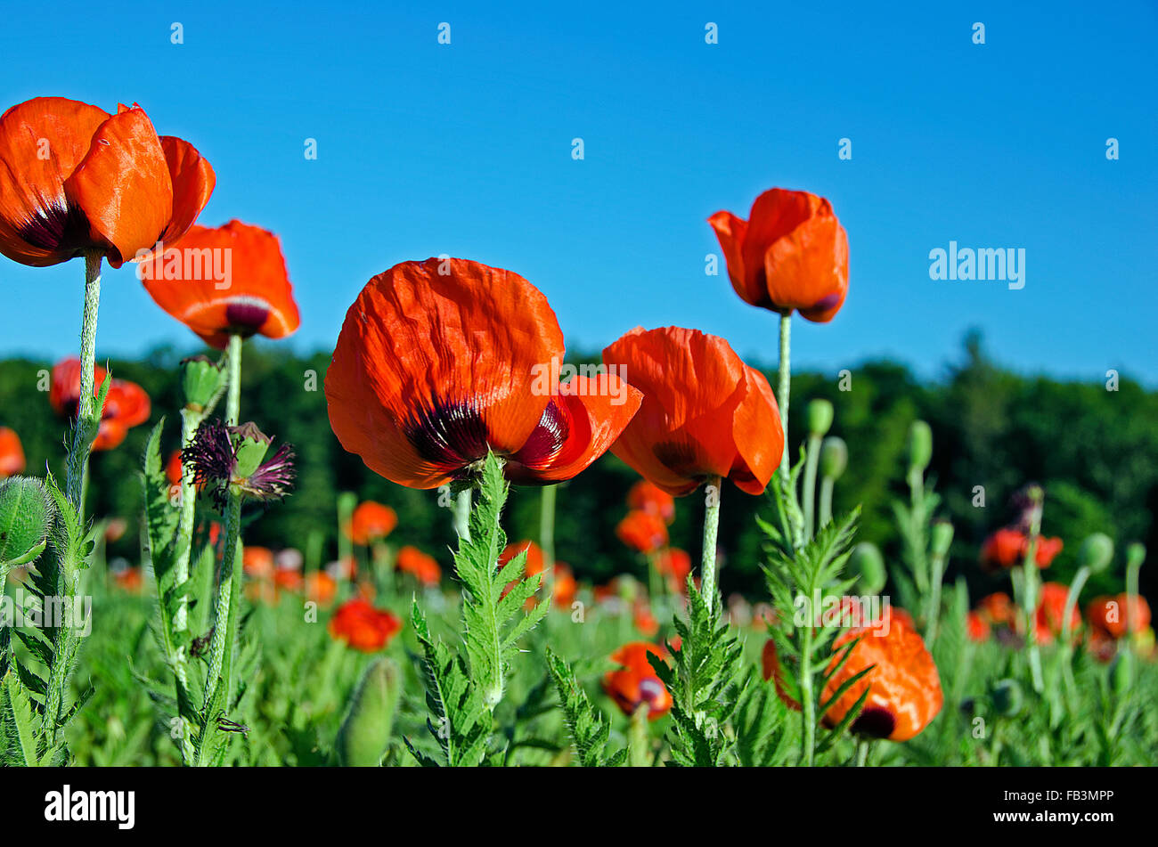Rosso brillante fiori di papavero in Michigan campo. Foto Stock