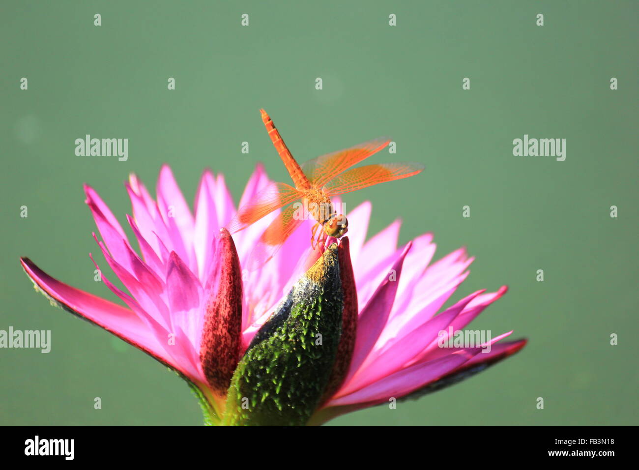 Closeup dragonfly su una rosa ninfee nel giardino Foto Stock