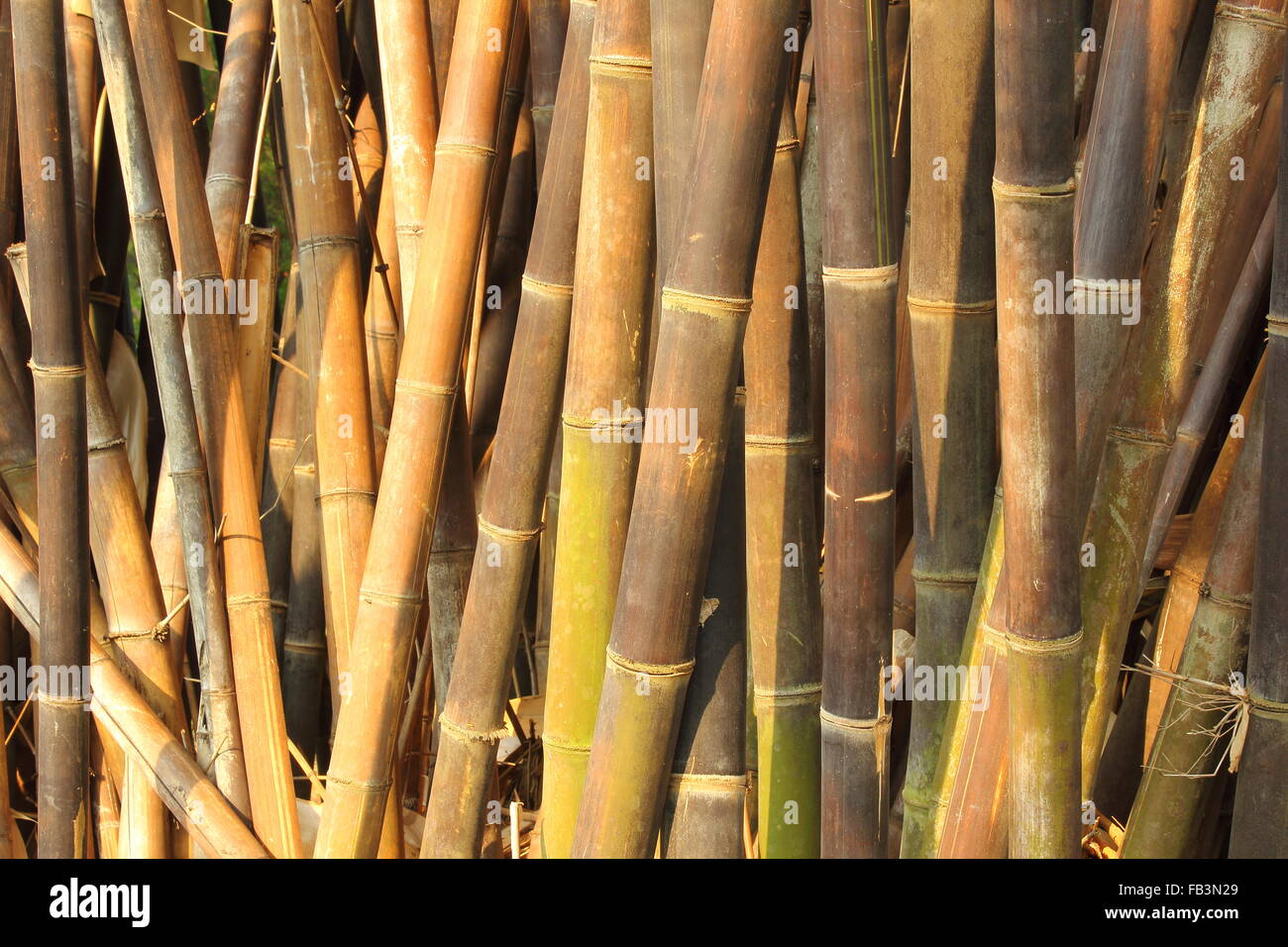 Ad alta densità di alberi di bambù in giardino Foto Stock