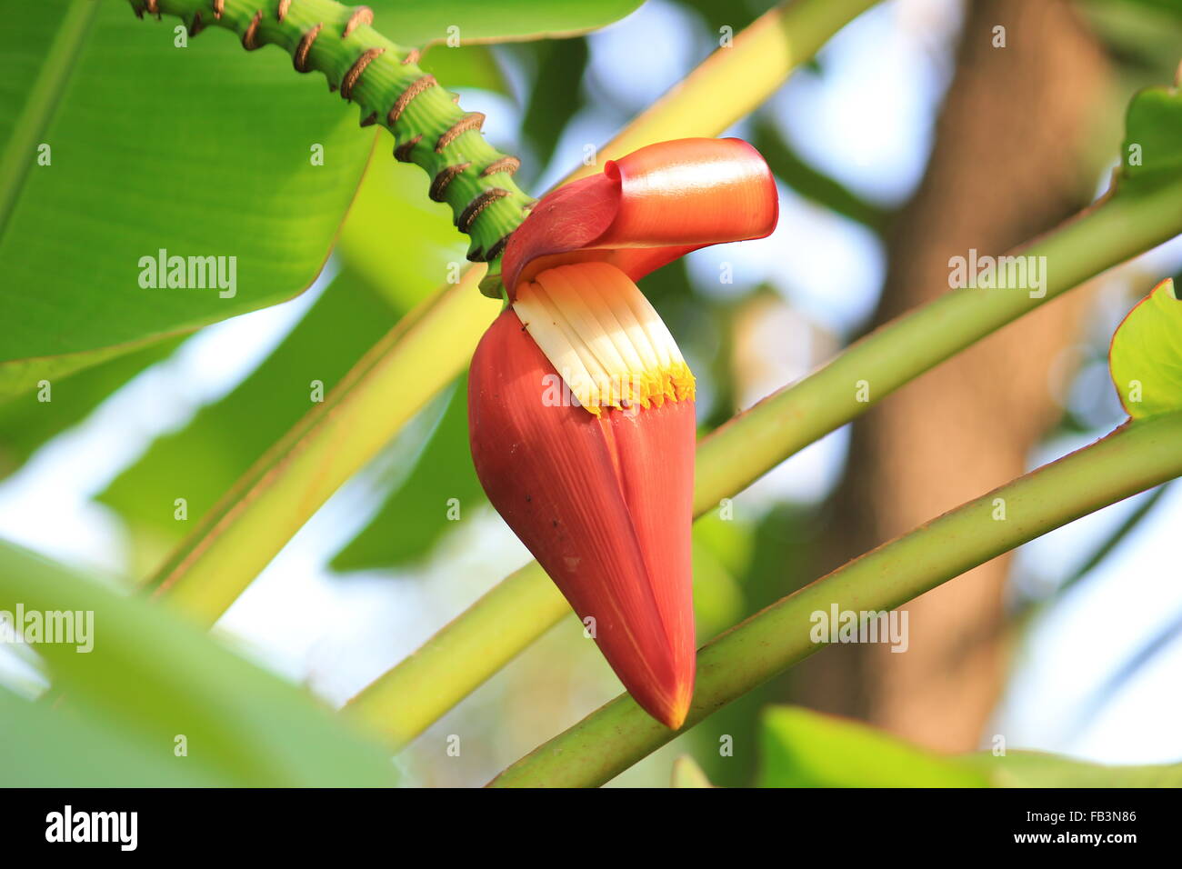 Sfondo della banana in fioritura da piantagioni di banane Foto Stock