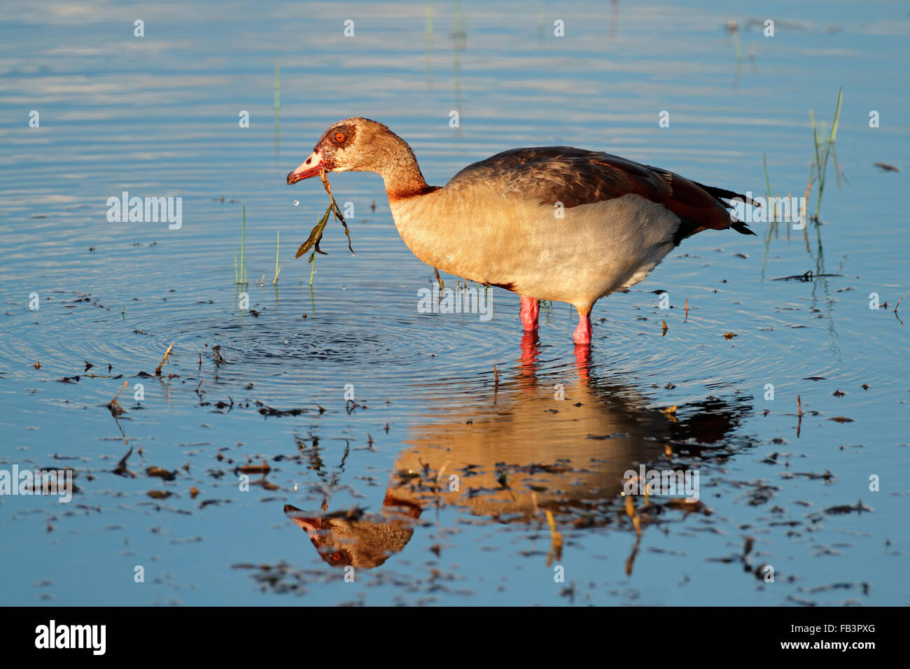 Oca egiziana (Alopochen aegyptiacus) rovistando in acque poco profonde, Sud Africa Foto Stock