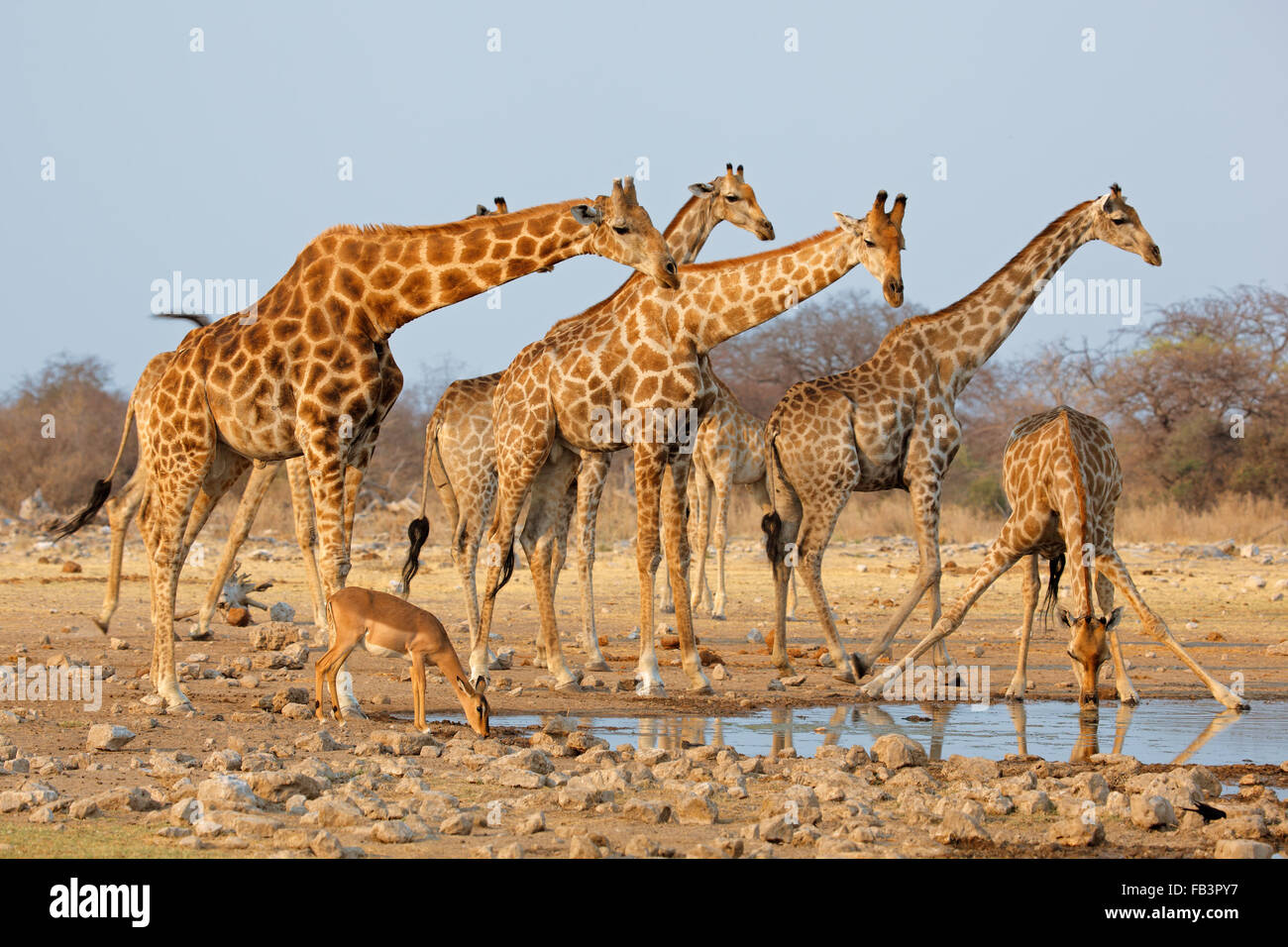 La giraffa mandria (Giraffa camelopardalis) a Waterhole, il Parco Nazionale di Etosha, Namibia Foto Stock