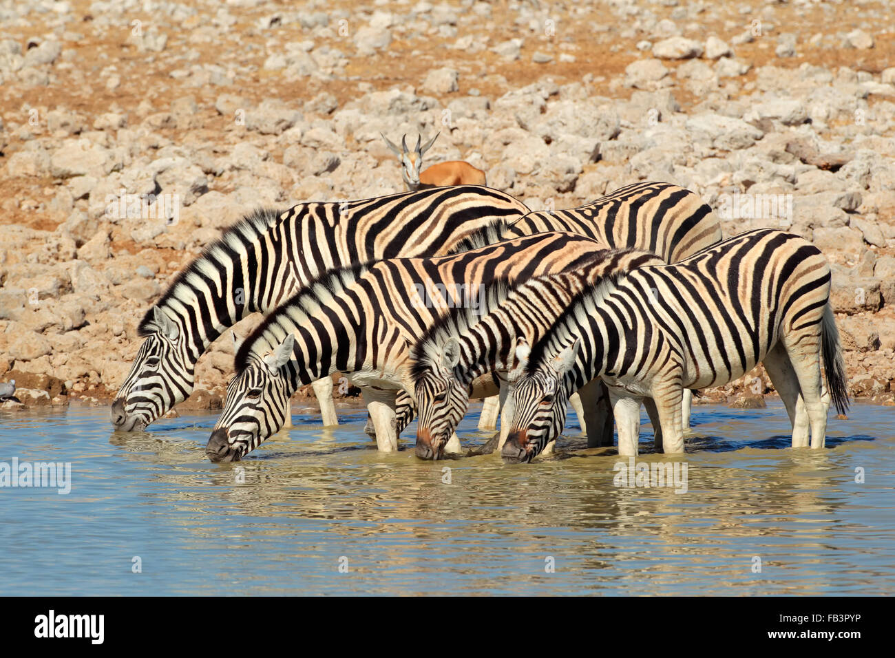 Pianure (Burchells) zebre (Equus burchelli) acqua potabile, il Parco Nazionale di Etosha, Namibia Foto Stock